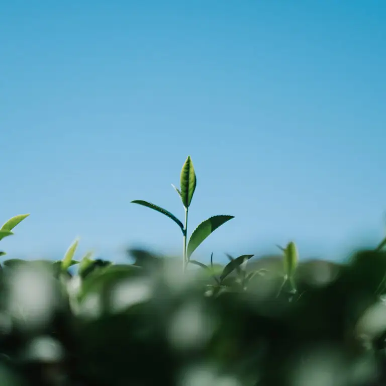 Chi siamo 2 tea-leaf-field